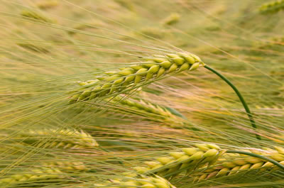 Triticale